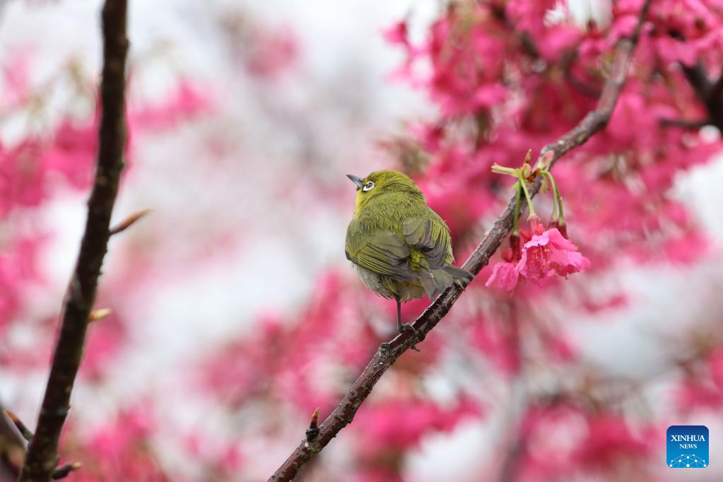 Scenery of cherry blossoms in Xiamen