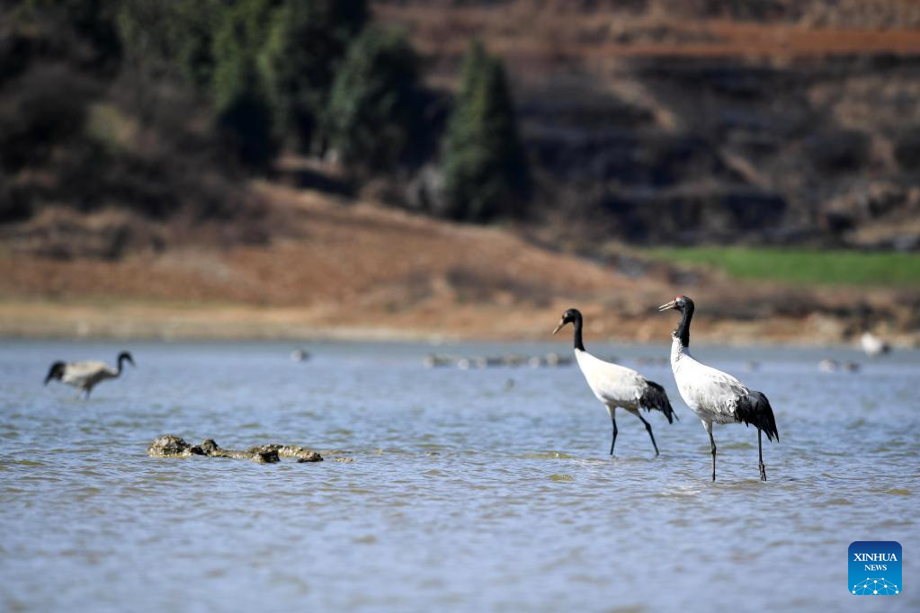 Number of wintering black-necked cranes increases in SW China's Caohai nature reserve