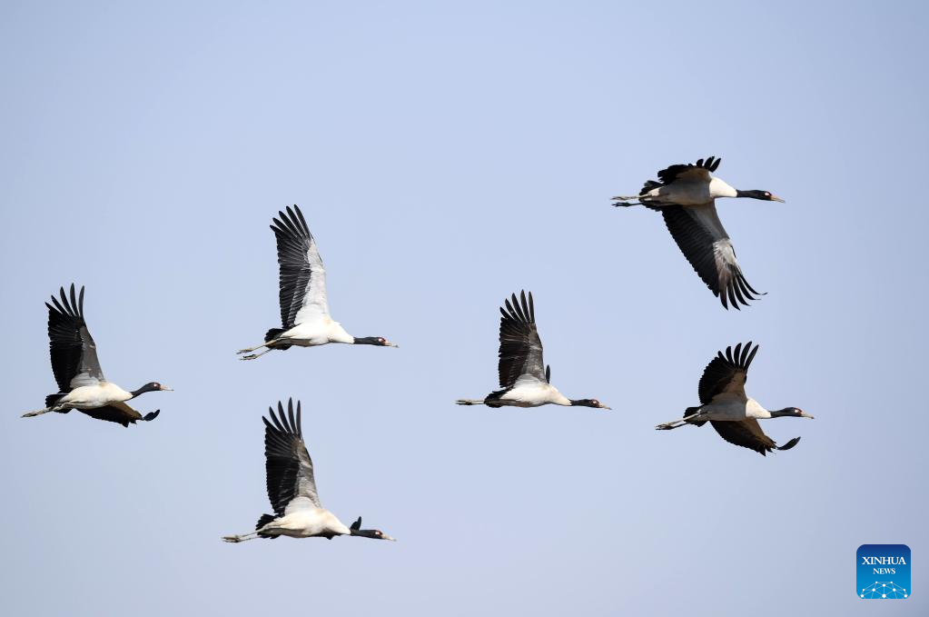 Number of wintering black-necked cranes increases in SW China's Caohai nature reserve