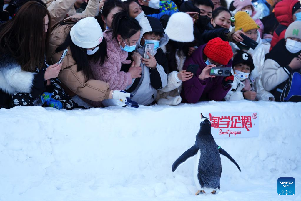 Penguins draw great attention at Harbin Polarland