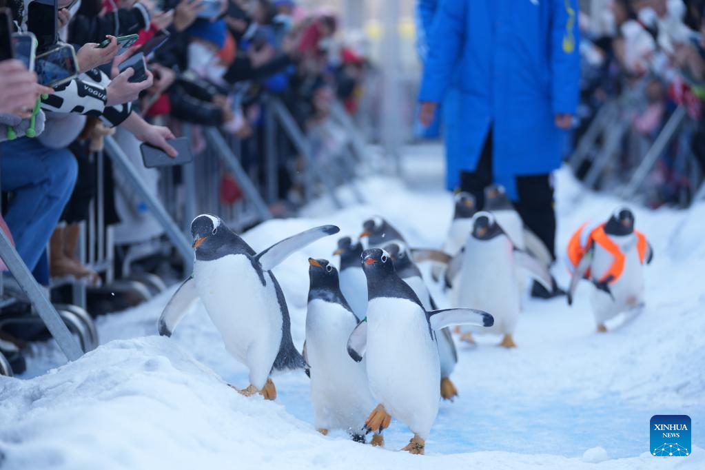 Penguins draw great attention at Harbin Polarland