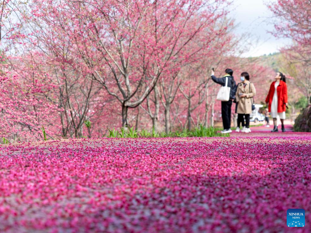 Various kinds of flowers blossom across China