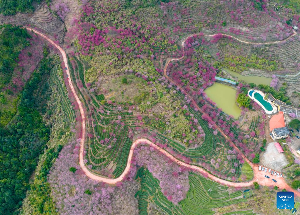 Various kinds of flowers blossom across China