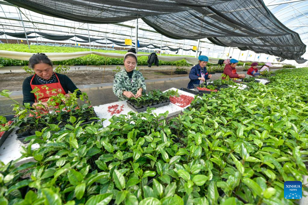 Spring ploughing and seedling raising start in SW China's Guizhou