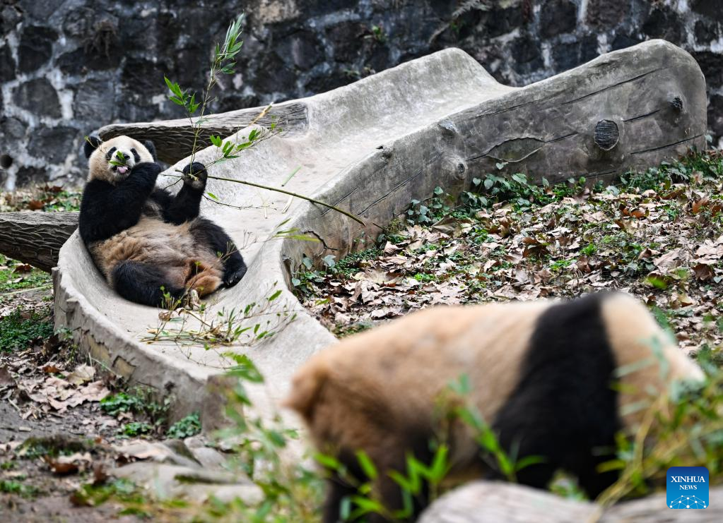 Giant pandas enjoy themselves at breeding base in Sichuan