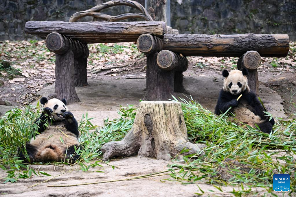 Giant pandas enjoy themselves at breeding base in Sichuan