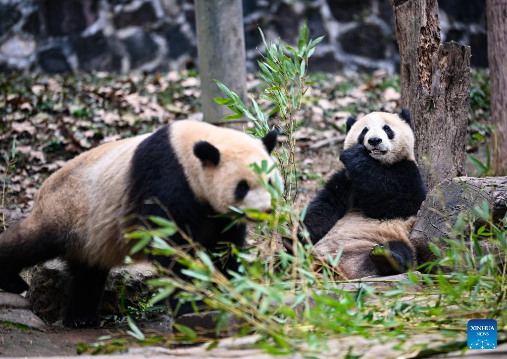 Giant pandas enjoy themselves at breeding base in Sichuan