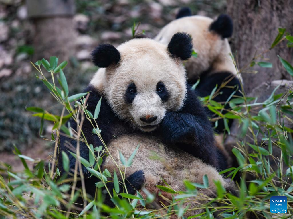 Giant pandas enjoy themselves at breeding base in Sichuan