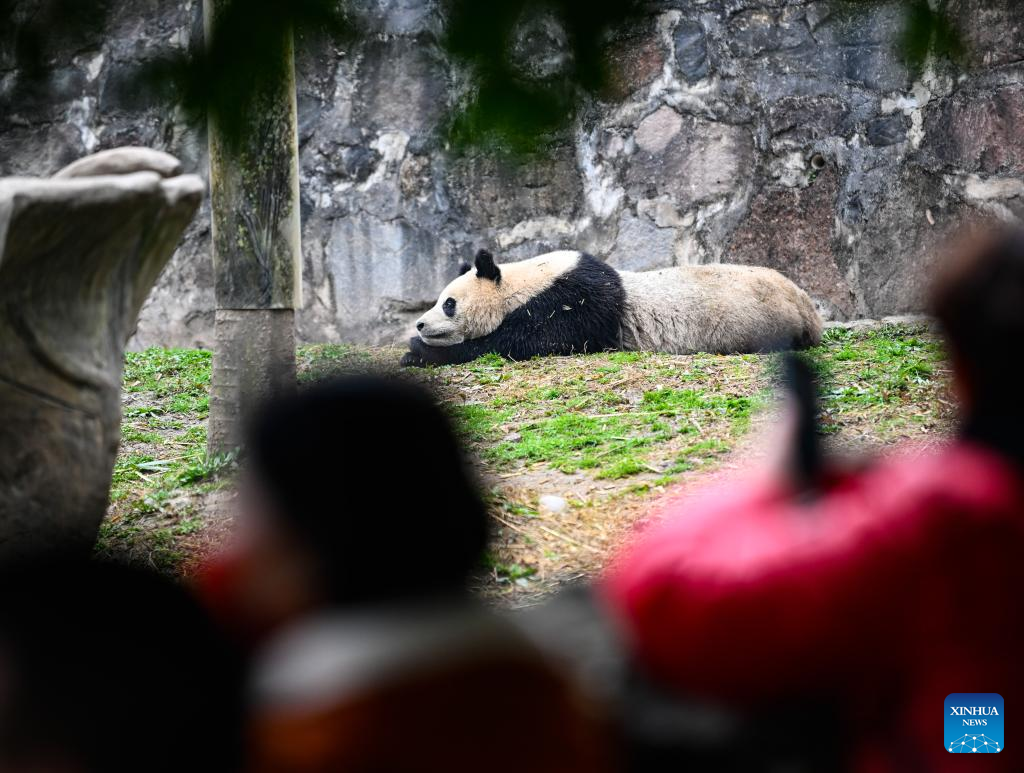 Giant pandas enjoy themselves at breeding base in Sichuan