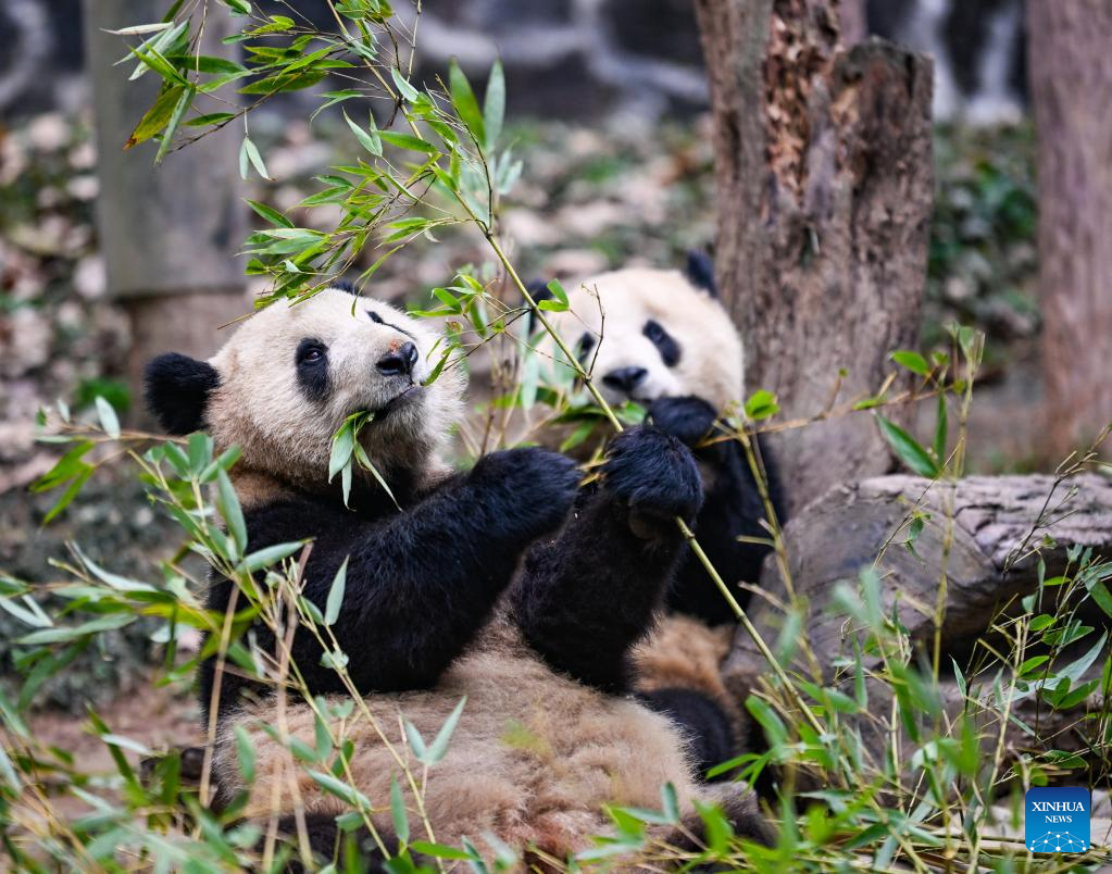 Giant pandas enjoy themselves at breeding base in Sichuan