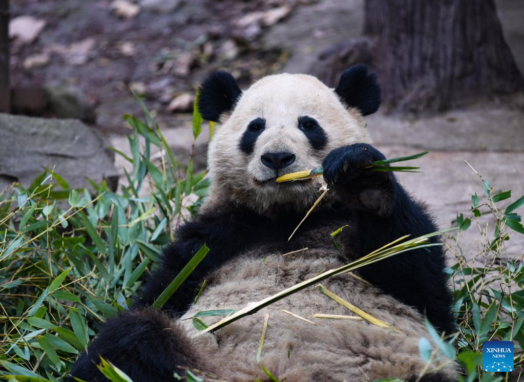 Giant pandas enjoy themselves at breeding base in Sichuan
