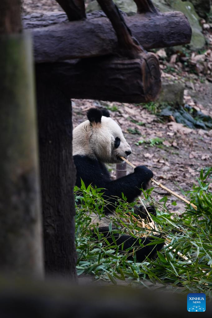 Giant pandas enjoy themselves at breeding base in Sichuan