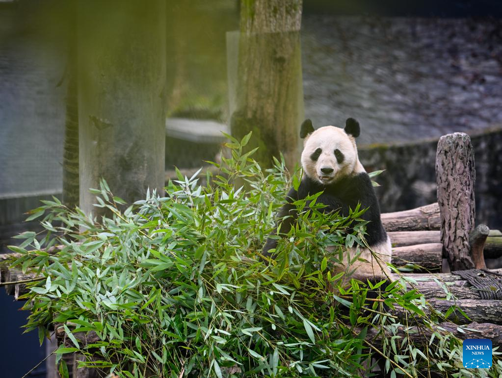 Giant pandas enjoy themselves at breeding base in Sichuan