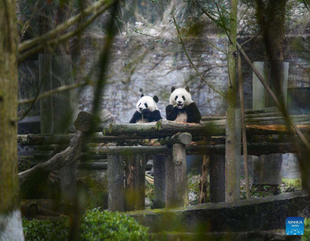Giant pandas enjoy themselves at breeding base in Sichuan