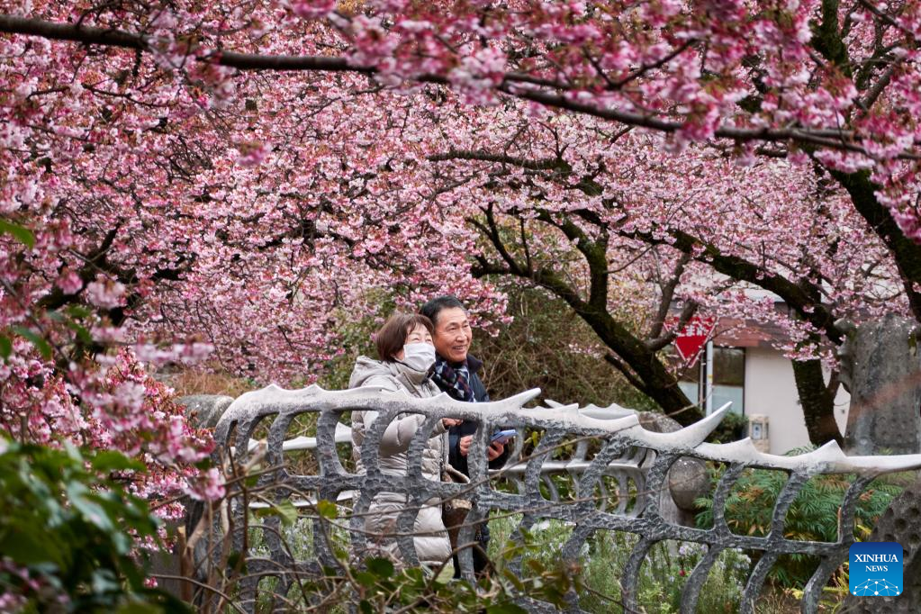 People enjoy scenery of cherry blossoms in Atami, Japan