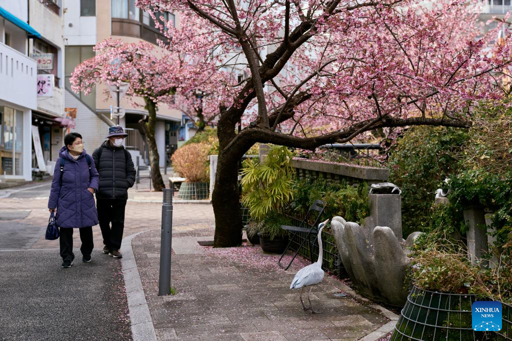 People enjoy scenery of cherry blossoms in Atami, Japan