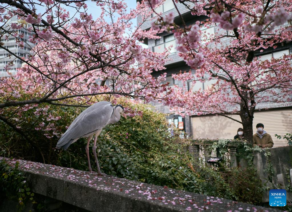 People enjoy scenery of cherry blossoms in Atami, Japan