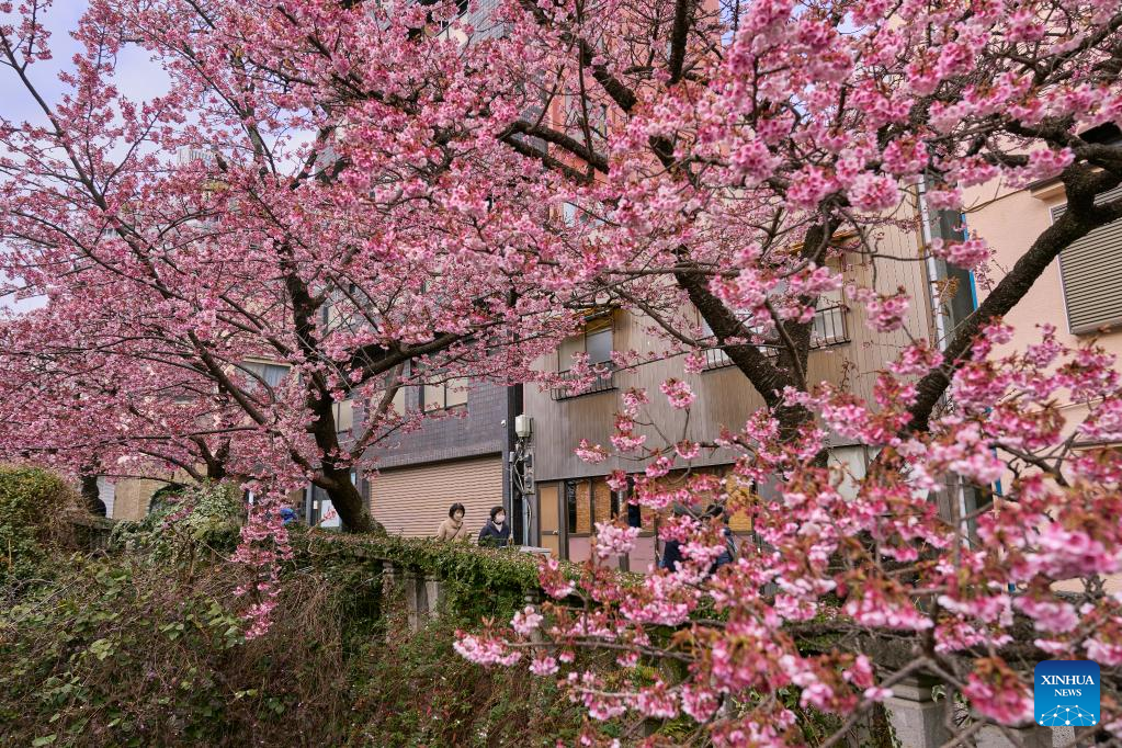 People enjoy scenery of cherry blossoms in Atami, Japan