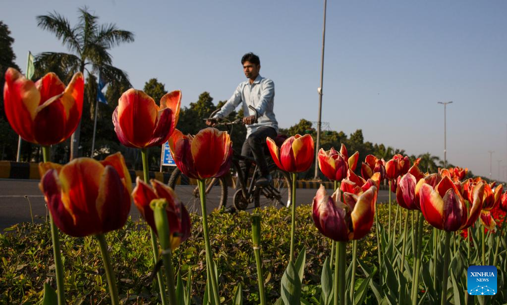 Tulips in bloom in New Delhi, India