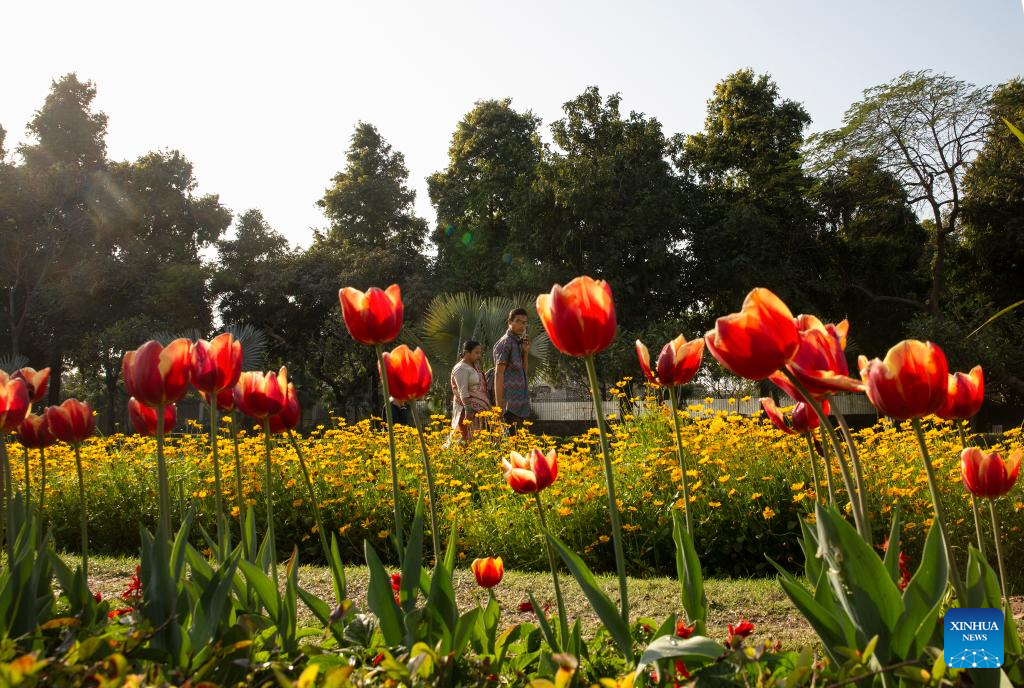 Tulips in bloom in New Delhi, India