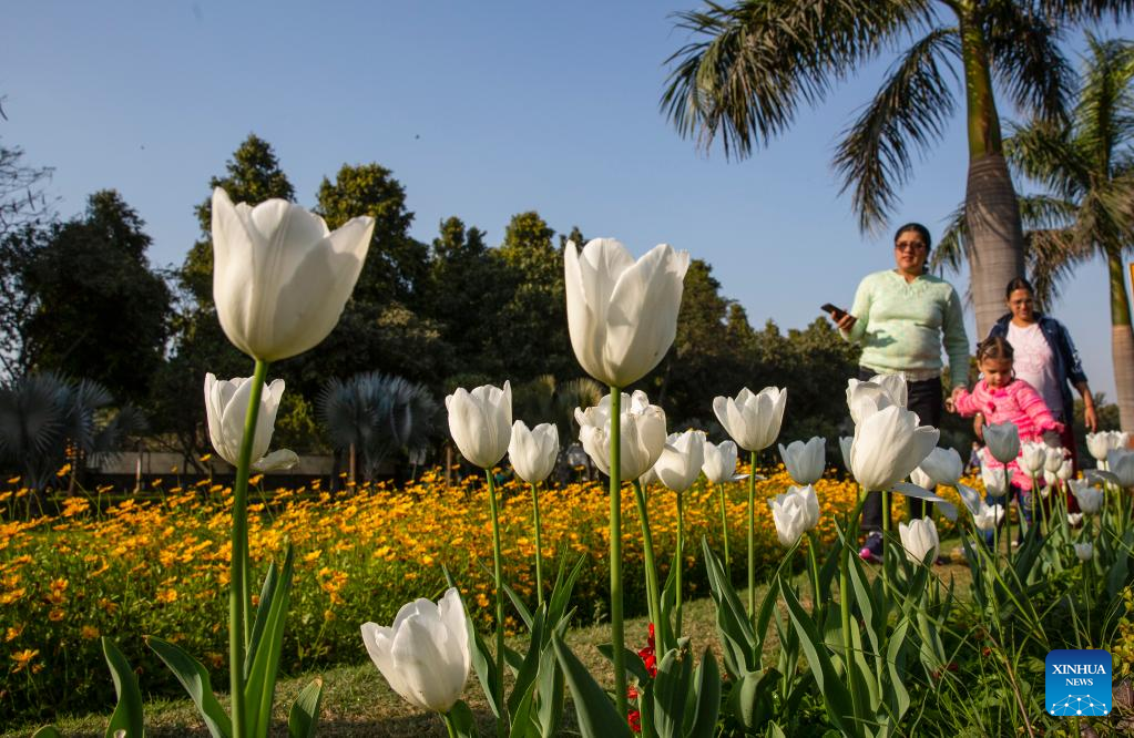 Tulips in bloom in New Delhi, India