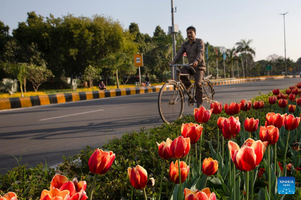 Tulips in bloom in New Delhi, India