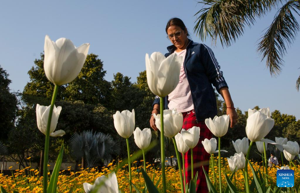 Tulips in bloom in New Delhi, India