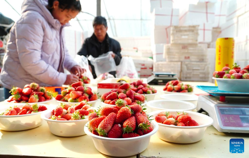 Strawberries enter harvest season in E China's Shandong