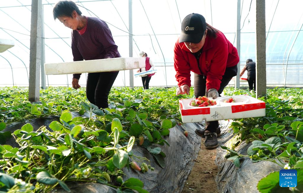 Strawberries enter harvest season in E China's Shandong