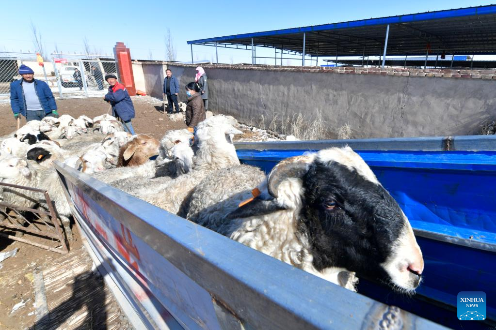 Gulang County in NW China develops cattle, sheep breeding industry to promote rural revitalization
