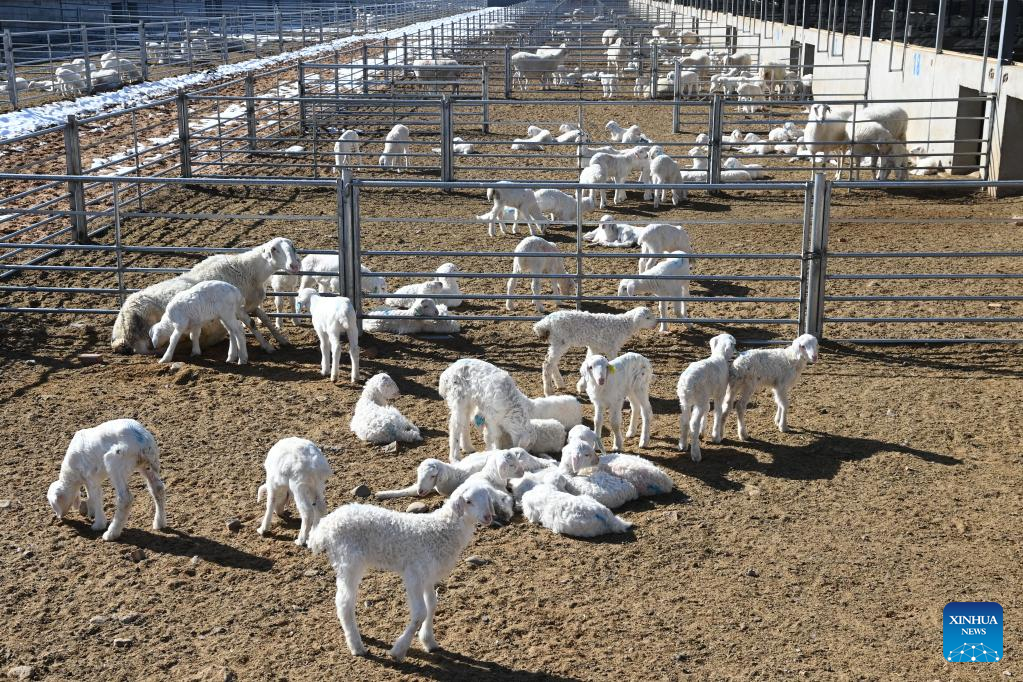 Gulang County in NW China develops cattle, sheep breeding industry to promote rural revitalization