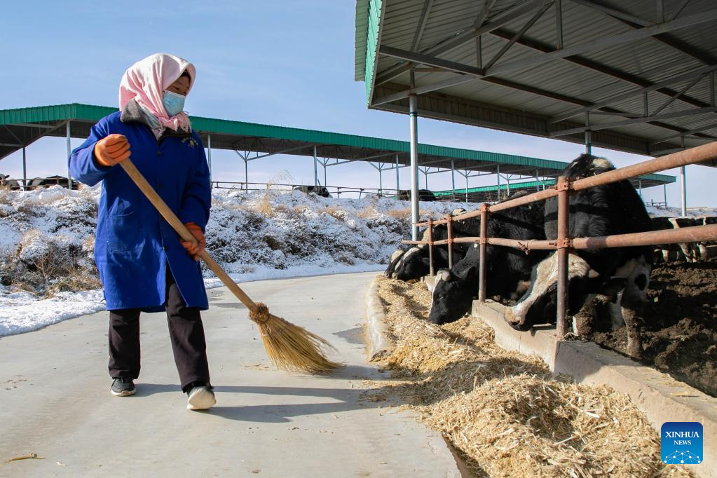Gulang County in NW China develops cattle, sheep breeding industry to promote rural revitalization