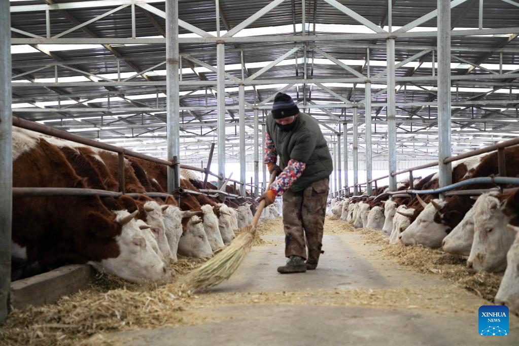 Gulang County in NW China develops cattle, sheep breeding industry to promote rural revitalization