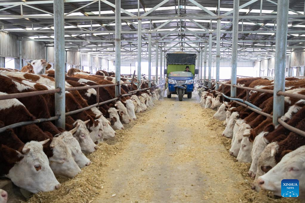 Gulang County in NW China develops cattle, sheep breeding industry to promote rural revitalization