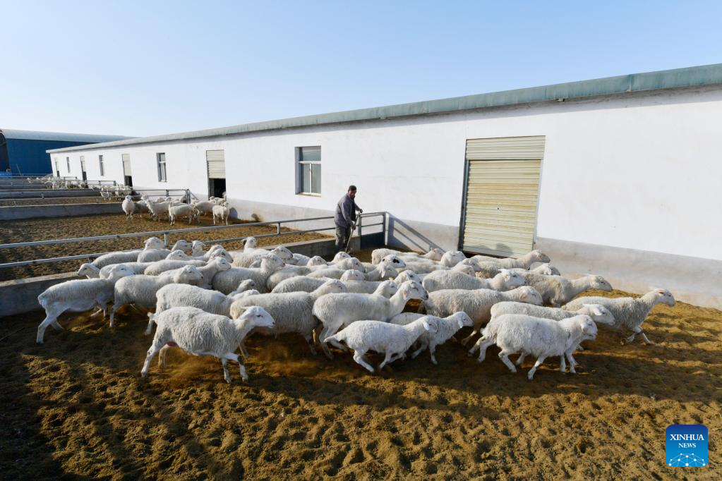Gulang County in NW China develops cattle, sheep breeding industry to promote rural revitalization