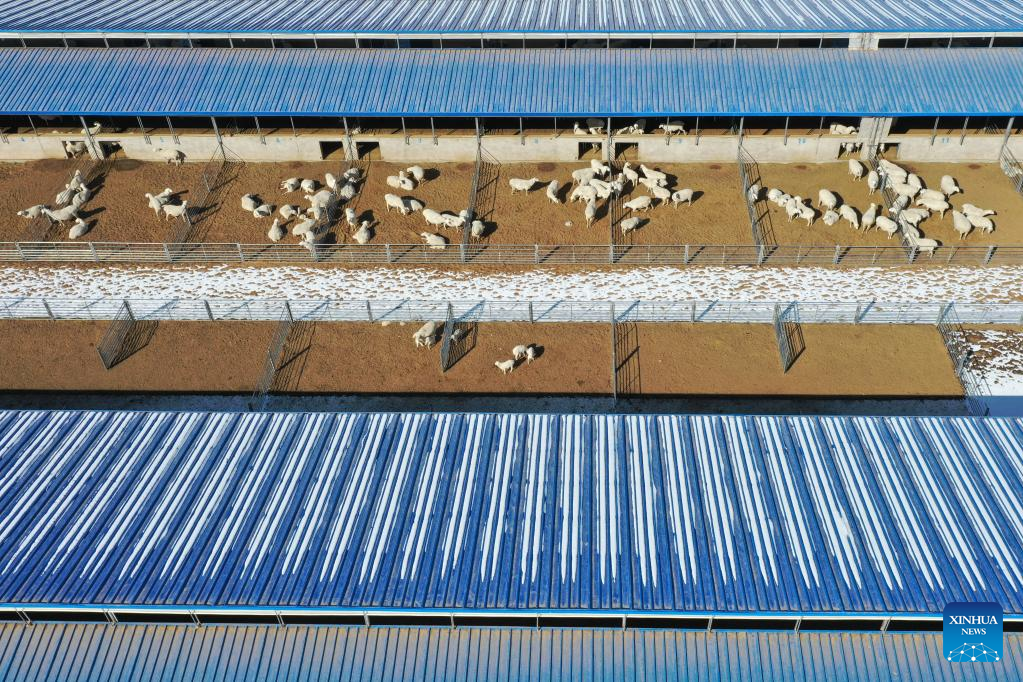 Gulang County in NW China develops cattle, sheep breeding industry to promote rural revitalization