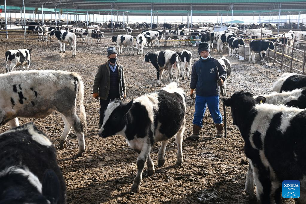 Gulang County in NW China develops cattle, sheep breeding industry to promote rural revitalization