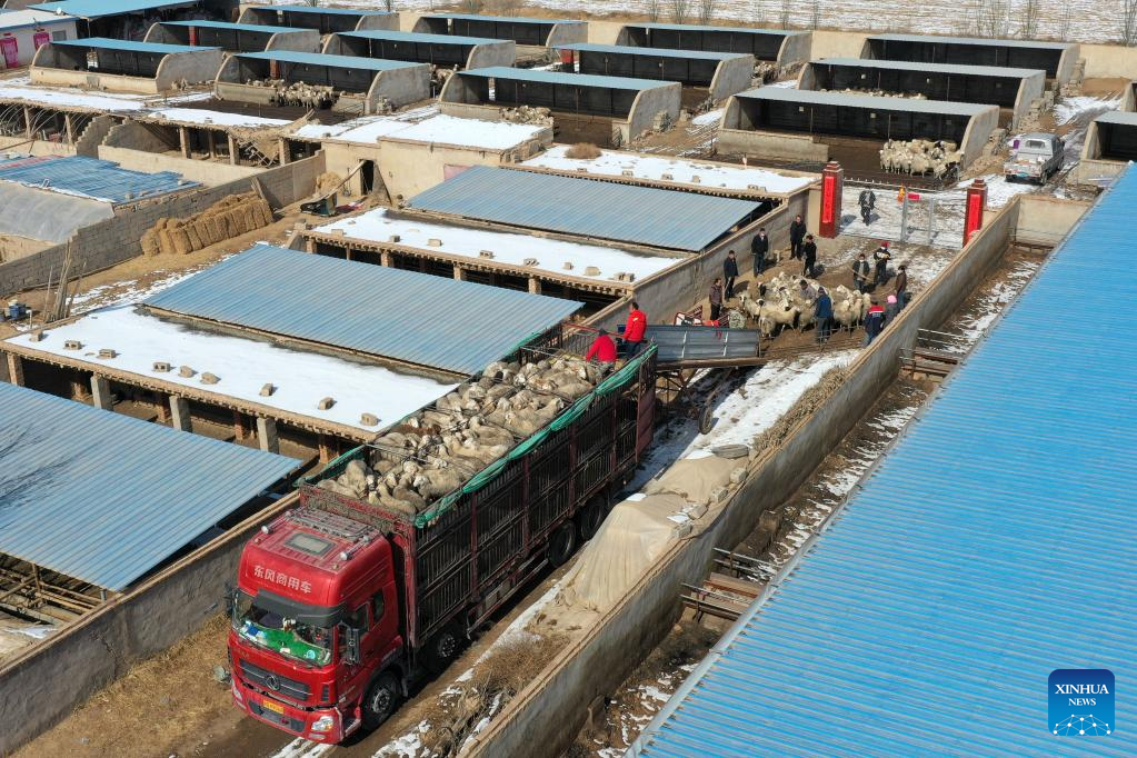 Gulang County in NW China develops cattle, sheep breeding industry to promote rural revitalization