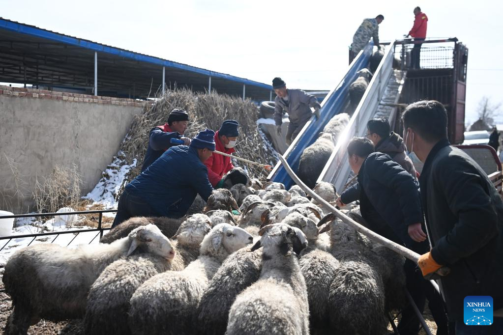 Gulang County in NW China develops cattle, sheep breeding industry to promote rural revitalization