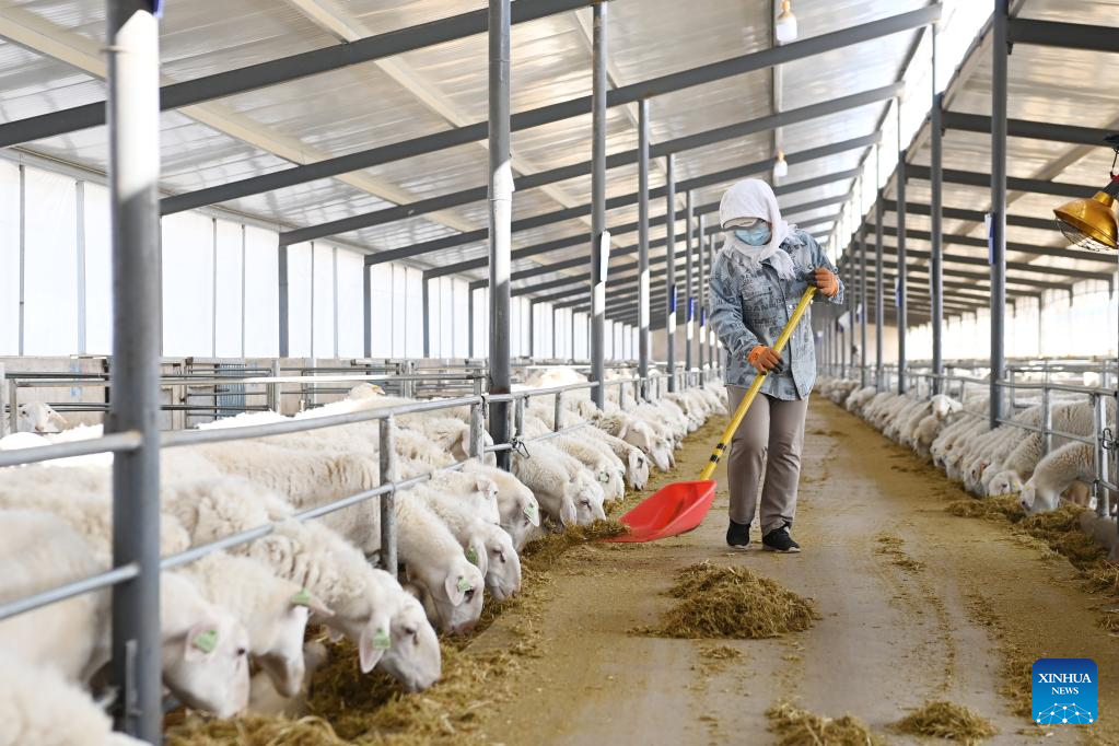 Gulang County in NW China develops cattle, sheep breeding industry to promote rural revitalization