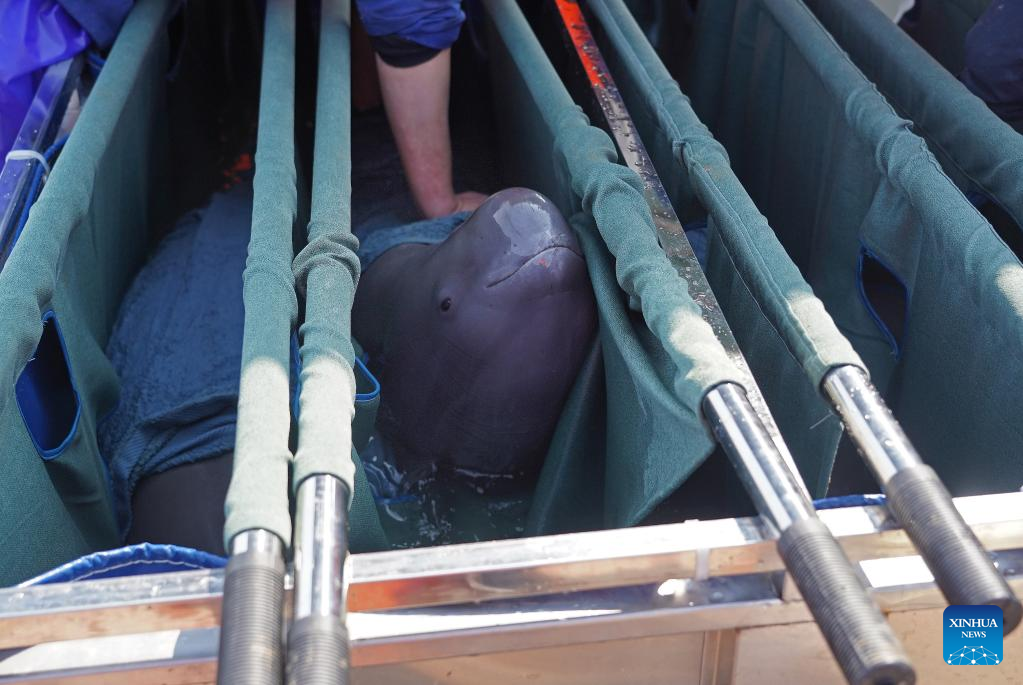 Two Yangtze finless porpoises transferred to E China's Poyang Lake