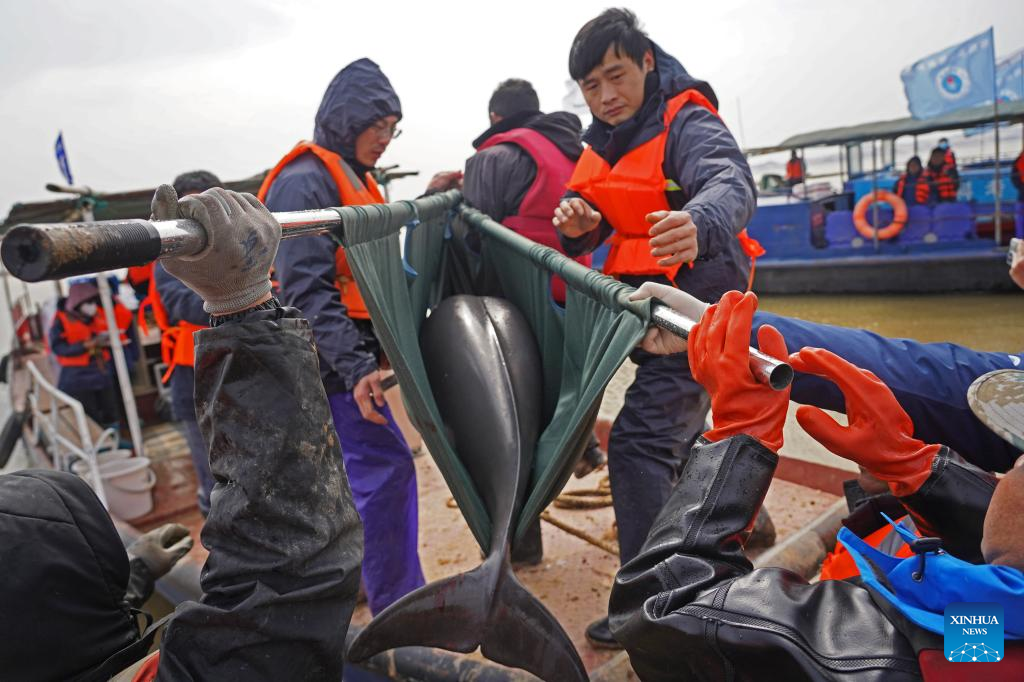 Two Yangtze finless porpoises transferred to E China's Poyang Lake