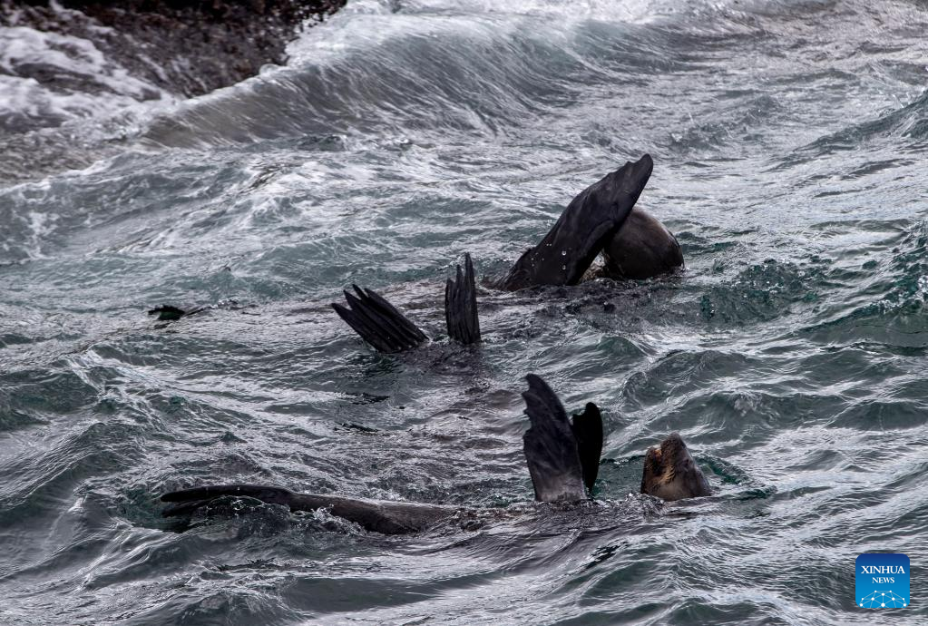 Tourists watch seals near Duiker Island in South Africa