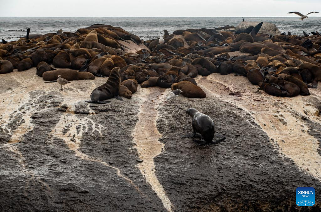 Tourists watch seals near Duiker Island in South Africa