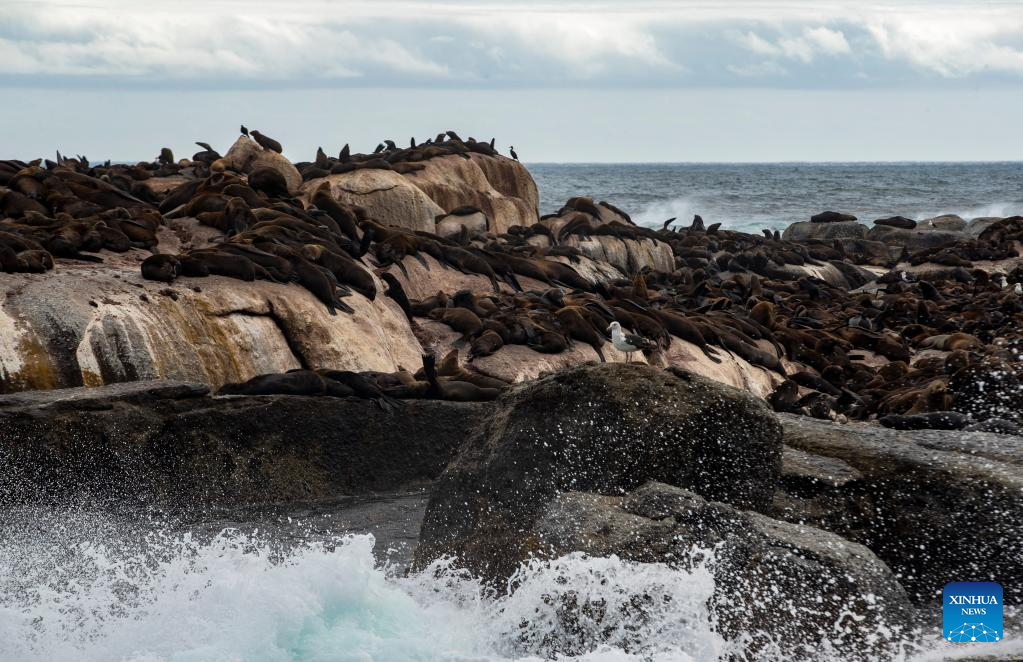 Tourists watch seals near Duiker Island in South Africa