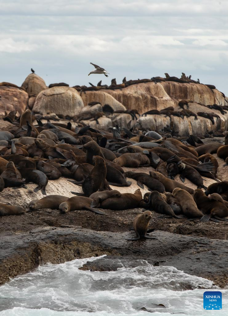 Tourists watch seals near Duiker Island in South Africa