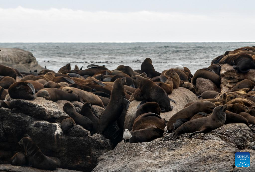 Tourists watch seals near Duiker Island in South Africa