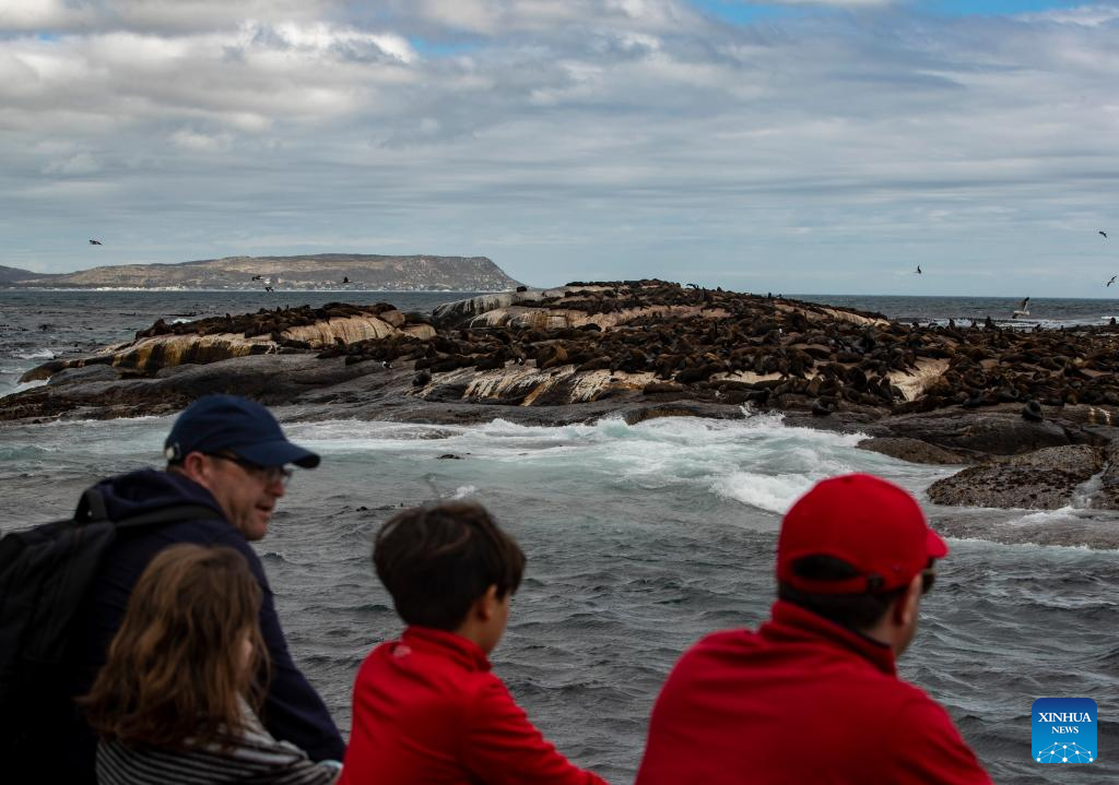 Tourists watch seals near Duiker Island in South Africa