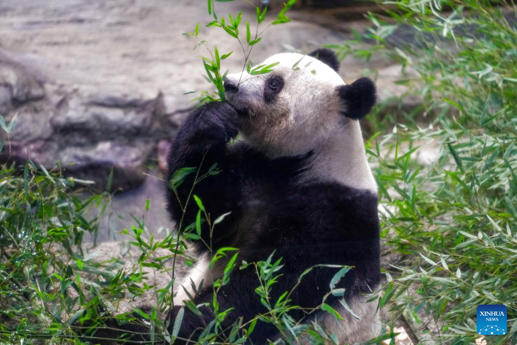 People in Tokyo flock to say goodbye to beloved giant panda Xiang Xiang