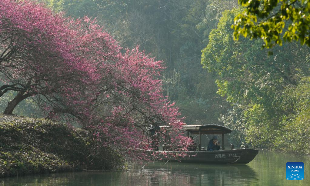 Tourists enjoy plum blossoms in Xixi National Wetland Park in Hangzhou, E China